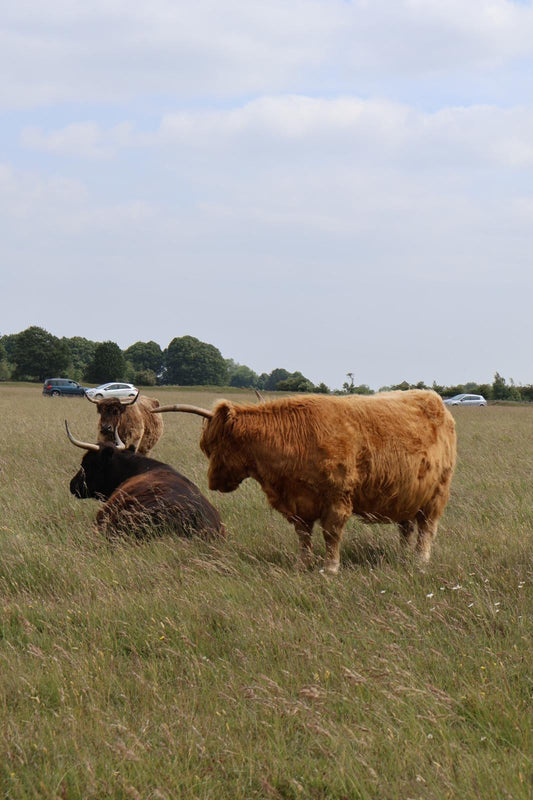 Tetbury Cotton pink unisex hoodie